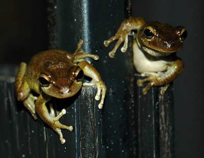 Frogs being frogs